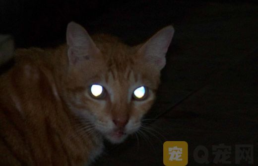 为什么猫的眼睛晚上会发亮？