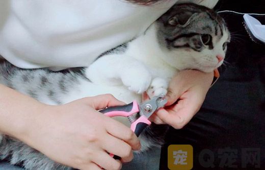 猫狗需要修剪指甲吗？猫狗指甲怎么修剪(图1)