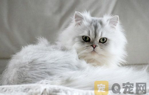 如果波斯猫的毛发稀少怎么办？