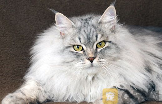 长毛猫的护理方法，如何给长毛猫洗澡和护理
