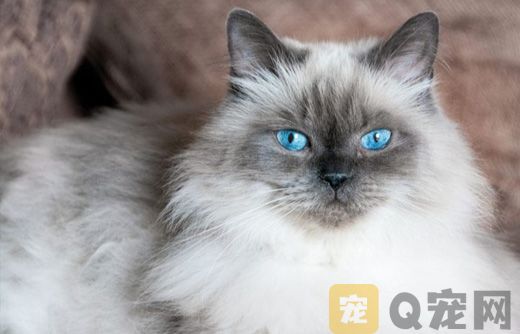 长毛猫的护理方法，如何给长毛猫洗澡和护理