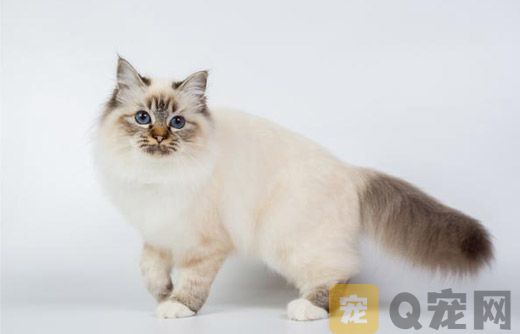 伯曼猫怎么护理？伯曼猫毛发和眼睛耳部护理要点
