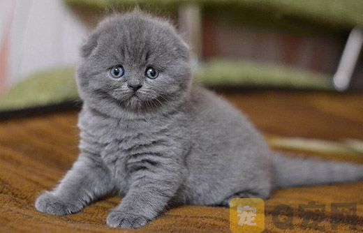 如何给折耳猫梳理毛发，如何护理折耳猫