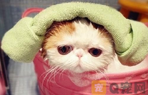 猫咪洗澡沐浴露怎么选择？有哪些注意事项？(图1)