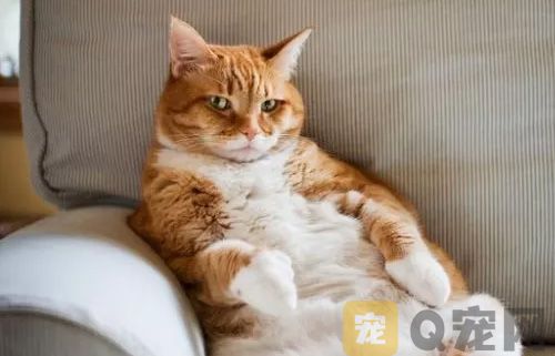 给猫咪做SPA的好处有哪些？又有哪些疗程呢？