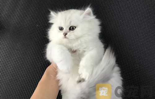 在家给猫咪洗澡的那些事你真都知道吗 ——除了防着凉、用专用沐浴露
