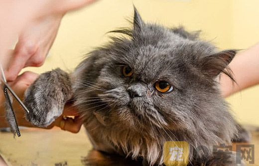 猫咪电推子的选购及使用要注意什么问题？