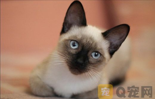 猫咪美容需要准备什么工具？