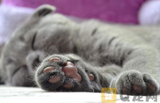 给猫咪足部护理的方法有哪些？