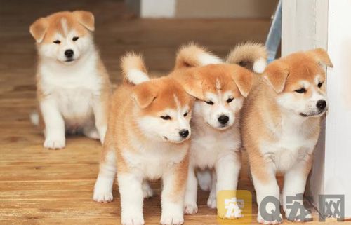 狗狗能吃香椿炒鸡蛋吗？