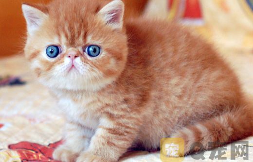 猫为什么不能吃盐？