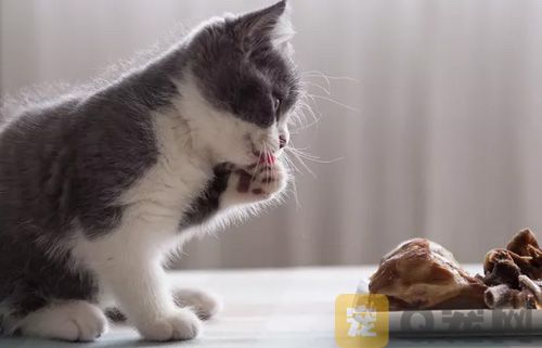 猫能吃八宝粥吗？