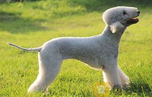 狗狗吃胡萝卜有什么好处？