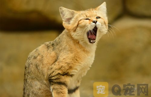 猫不小心吃了蛋白怎么办？