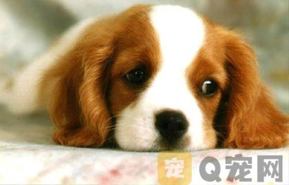 狗吃鱼刺一定会死吗？