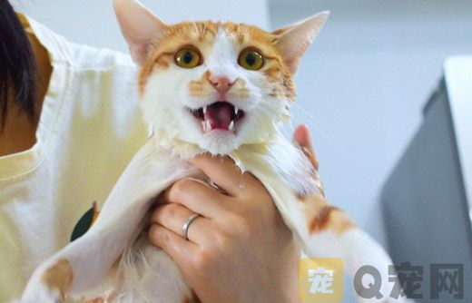 猫除了吃猫粮还吃什么? 猫除了吃猫粮还吃什么?