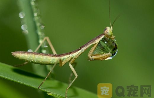 你知道小螳螂是吃什么的吗？