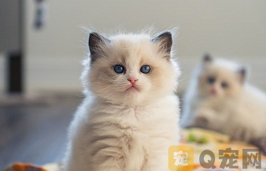 宠物猫能不能吃花生？