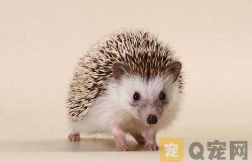 迷你刺猬该怎么养？