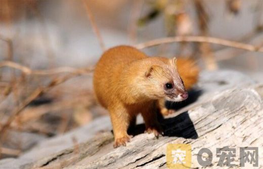 黄鼠狼吃什么？黄鼠狼吃什么食物？