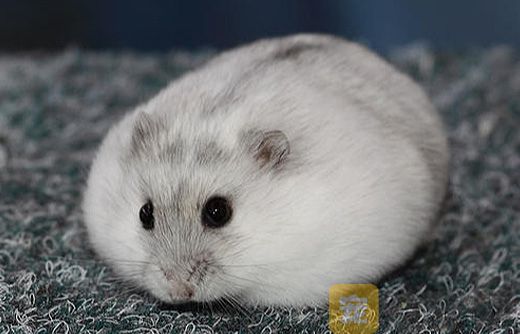 银狐仓鼠不能喂哪些食物？