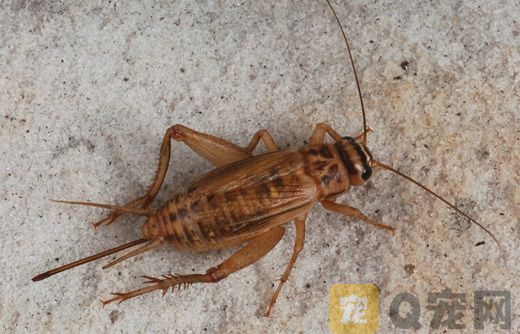 蟋蟀吃什么？家养的蟋蟀吃什么食物？
