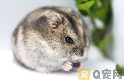怎么喂养三线仓鼠？喂养过程需要注意哪些？