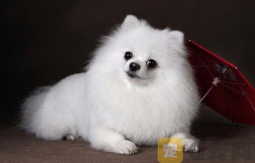 怎么让你的宠物狗狗记得自己？