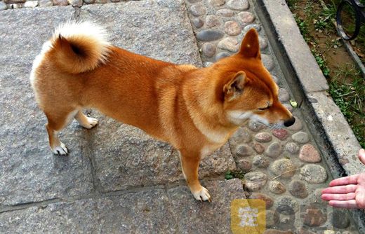 土狗握手如何训练？