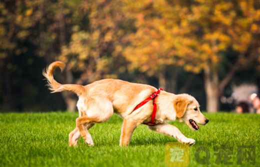 怎样训练金毛犬跟随？