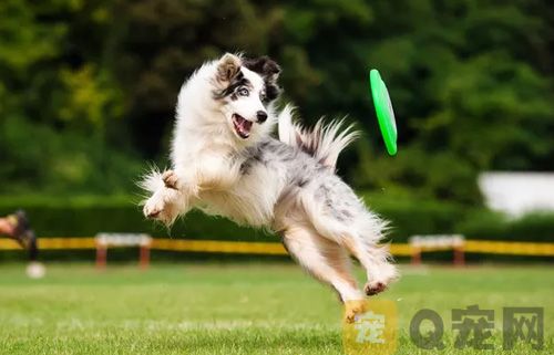宠物狗狗接飞盘怎么训练？