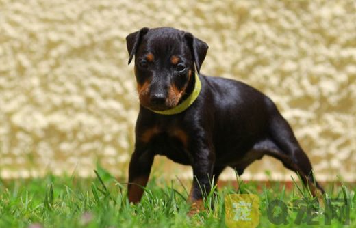 玩具曼彻斯特犬怎么训练装死 装死训练方法
