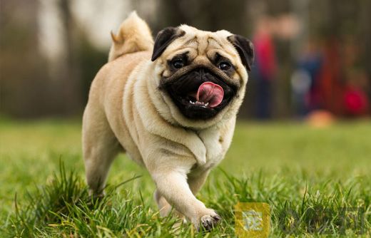如何训练八哥犬大小便？
