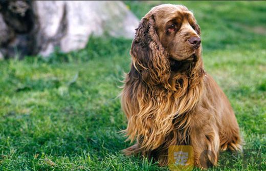苏塞克斯猎犬如何训练 苏塞克斯猎犬训练技巧