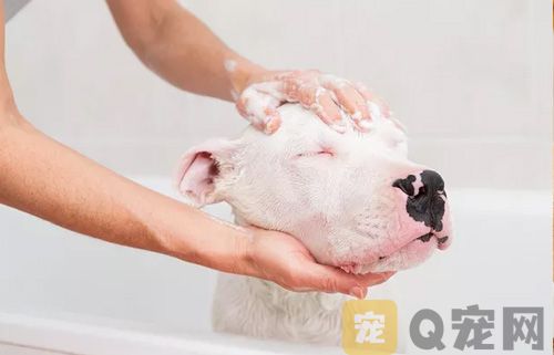 各位铲屎官对宠物美容认识误区