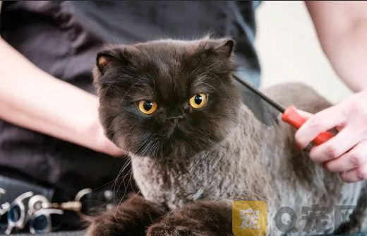 平时给猫咪修剪尾巴需要注意哪些事项？