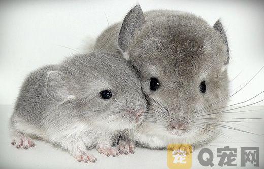 南美洲栗鼠的喂食方法