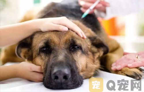 宠物狗狗为什么会得脑膜炎，怎么治疗？