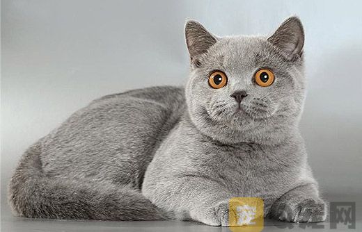 杭州猫舍的宠物猫都是纯种的吗？(图1)