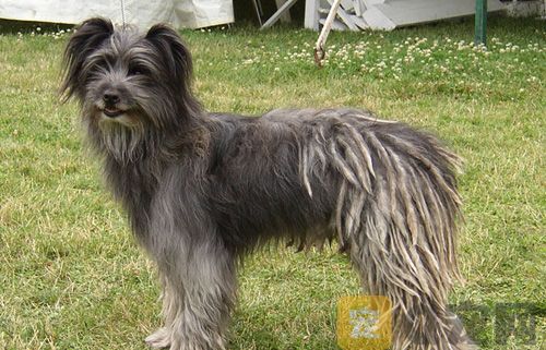 如何训练比利牛斯牧羊犬定点大小便？