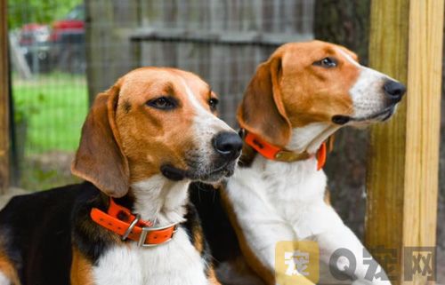 树丛浣熊猎犬怎么学用马桶 树丛浣熊猎犬马桶使用训练(图1)