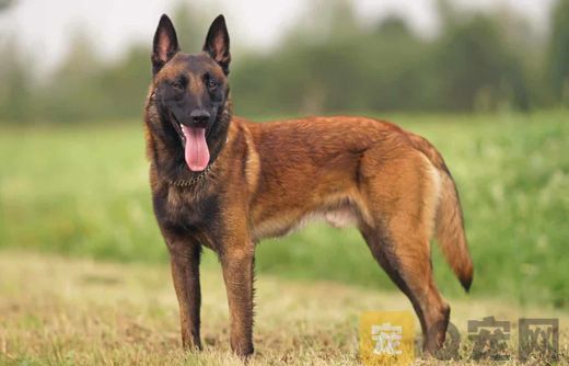 马里努阿犬怎么它训练不乱咬人？