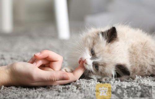 宠物猫眼睛发炎到底怎么办？
