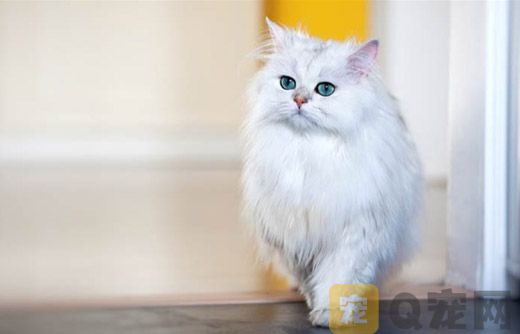 为什么养金吉拉的人不多？金吉拉猫贵不贵？