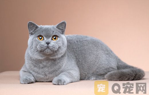 为什么近来英短蓝猫纯种猫咪价格低销量好？