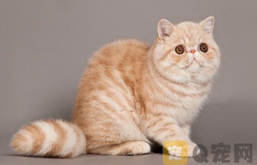 2021年上海纯种加菲猫价格多少钱？