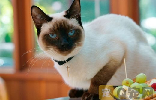 浅谈暹罗猫纯种血统猫舍价格！
