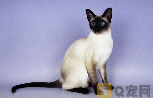 广东省三个月大的暹罗猫价格多少钱？