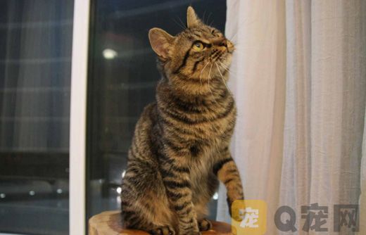 养猫懂得哪些喂养技巧，一定要看这篇文章！