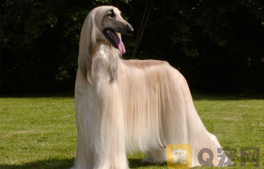 阿富汗猎犬的性格特征